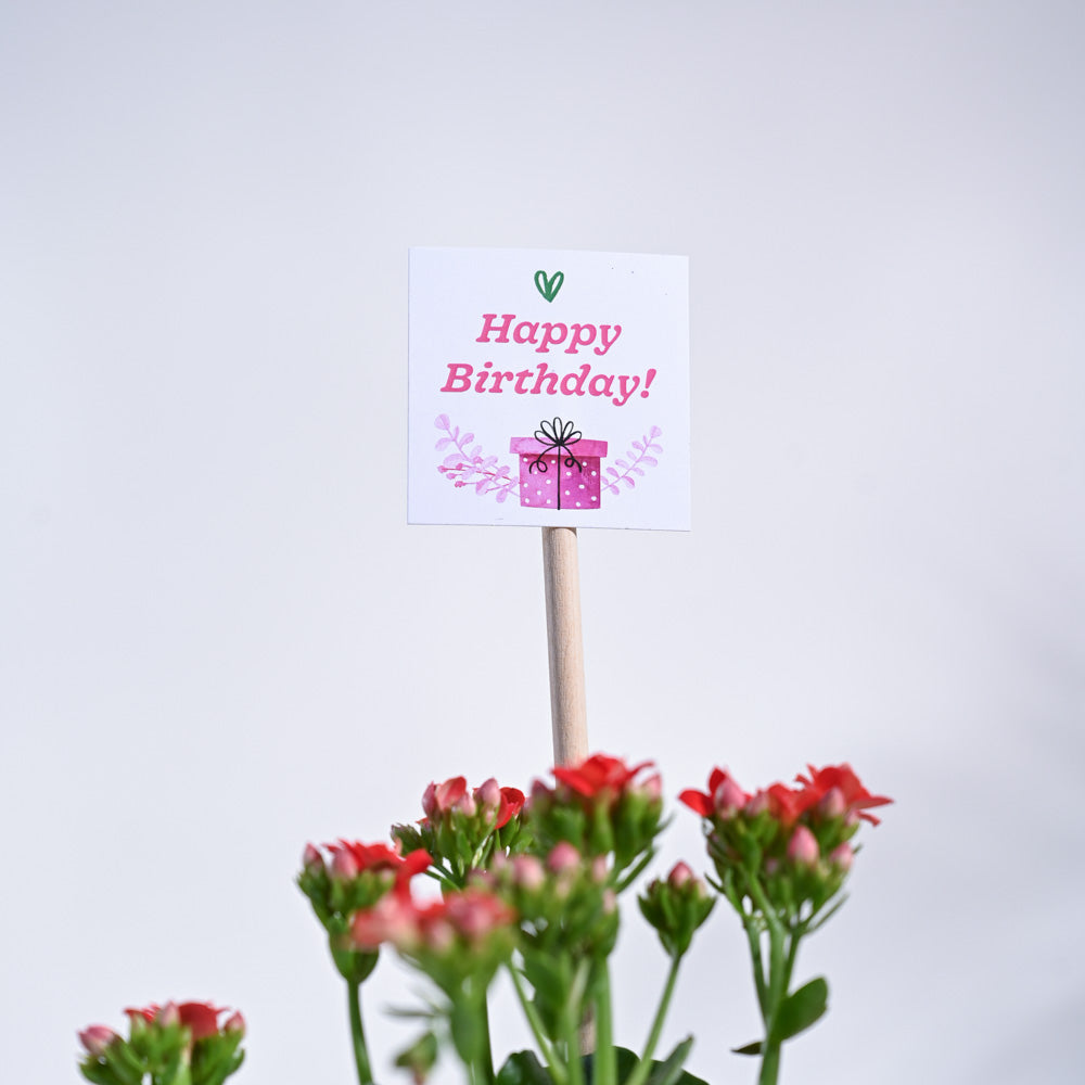 Kalanchoe - Red Birthday Gift Hamper