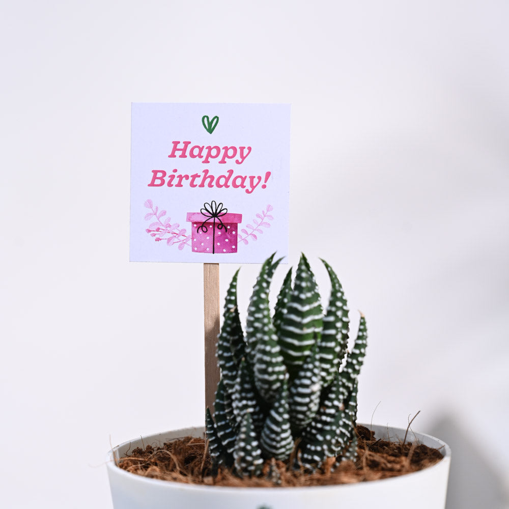 Haworthia Coarctata Birthday Gift Hamper