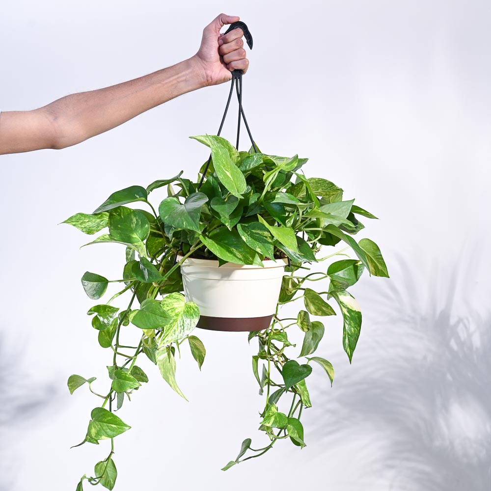 Money Plant Variegated With Hanging Pot