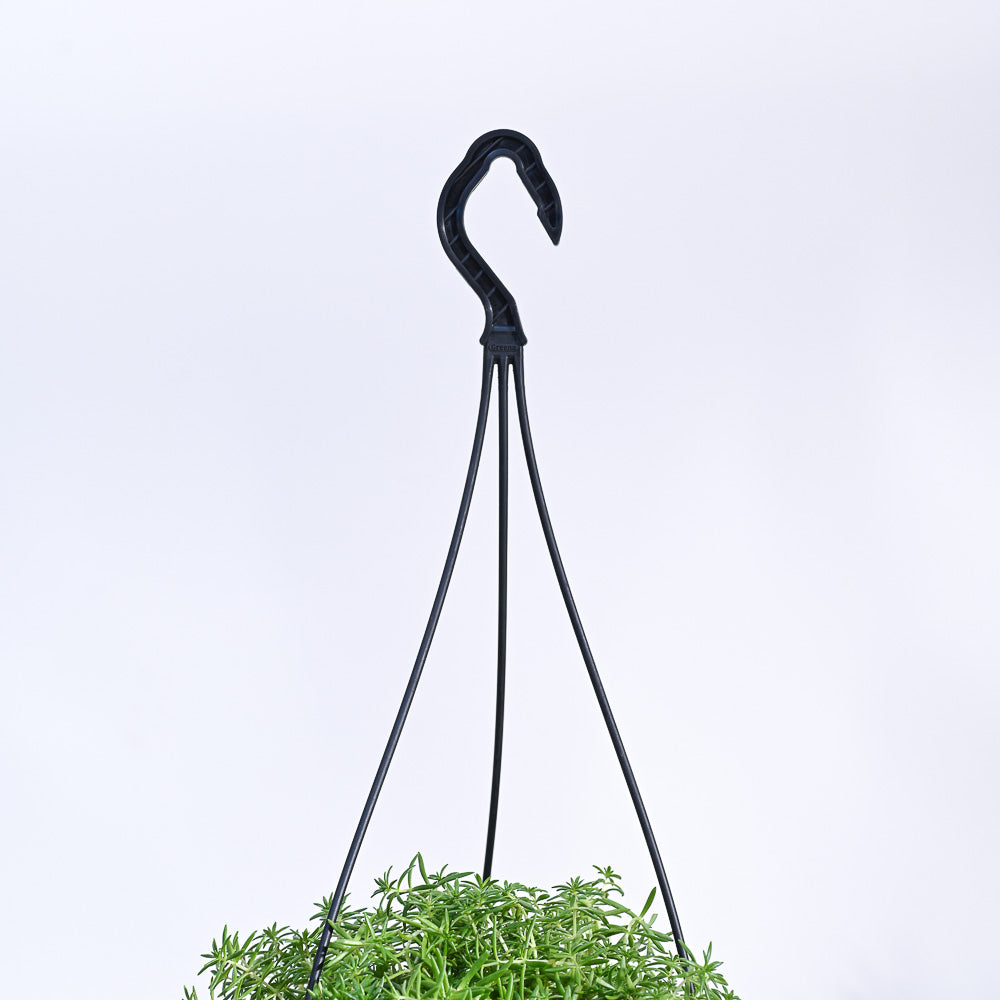 Sedum Golden With Hanging Pot