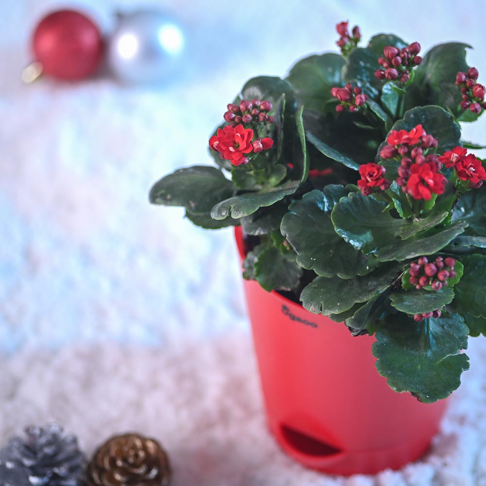 Kalanchoe Mix Plant for Christmas