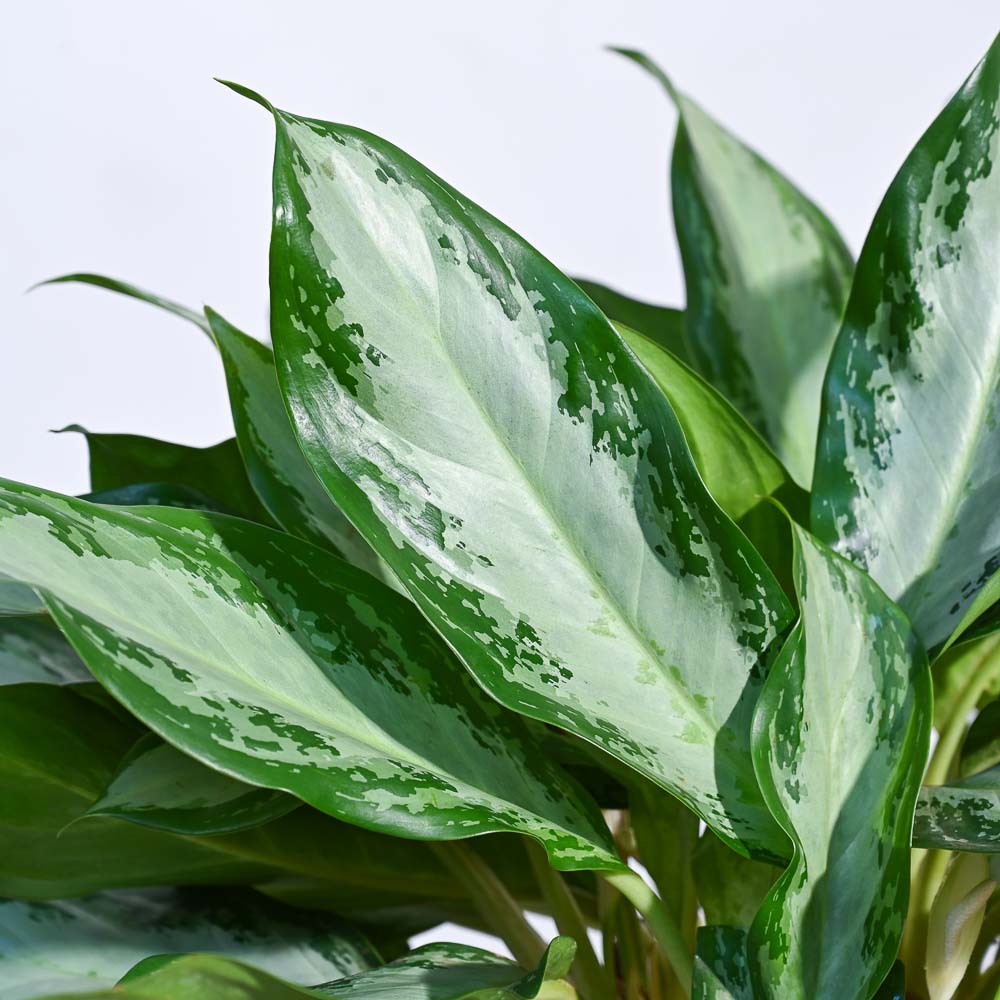 Aglaonema Manila Beauty - XL