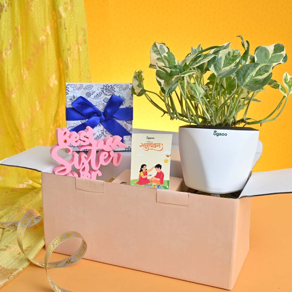 Rakhi Gift for Sister - Money Plant N_Joy with Best Sister Momento and Chocolate Box