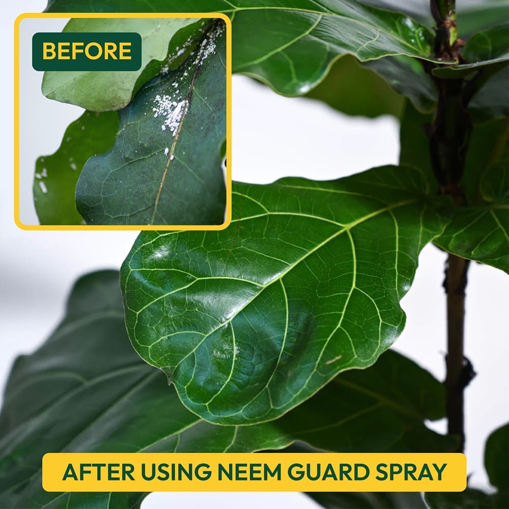 Neem Guard Ready-to-Use Neem Oil Spray - 500 ml