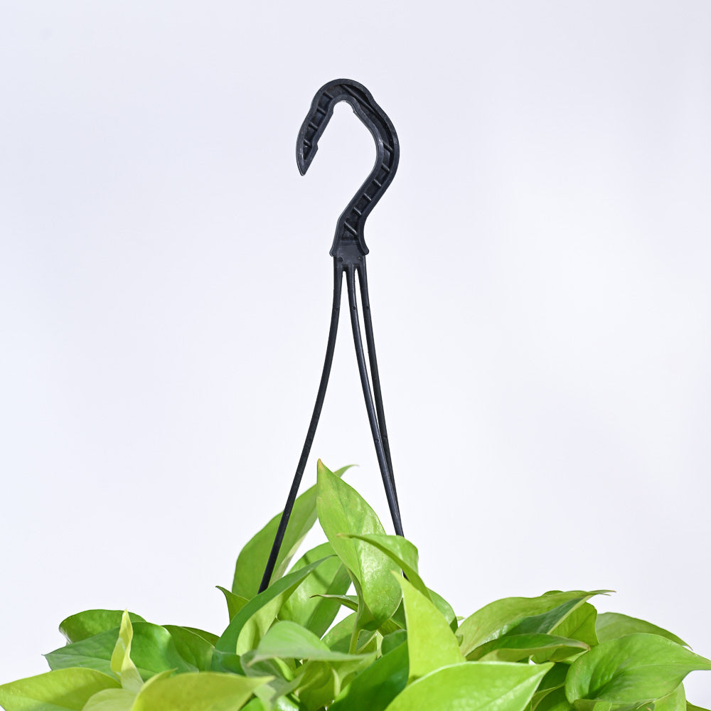 Money Plant Golden With Hanging Pot