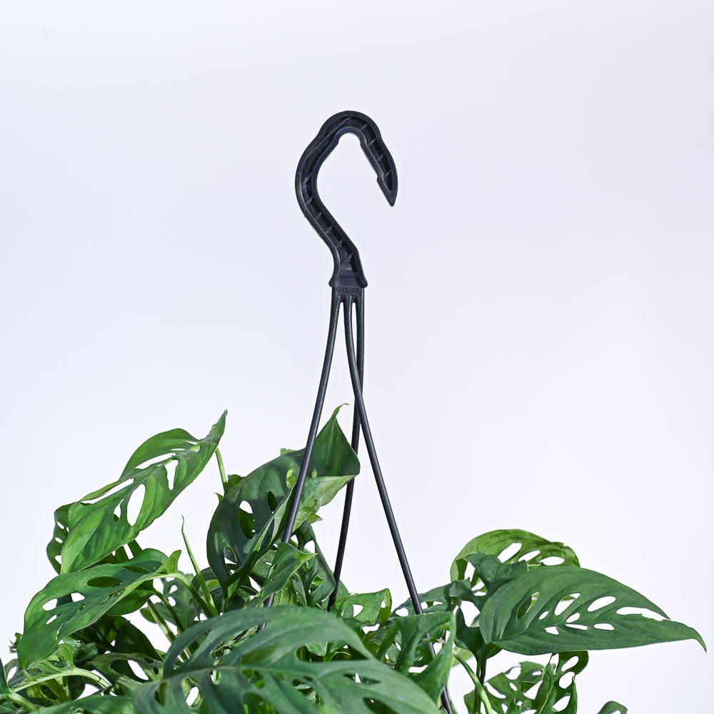 Philodendron Broken Heart With Hanging Pot