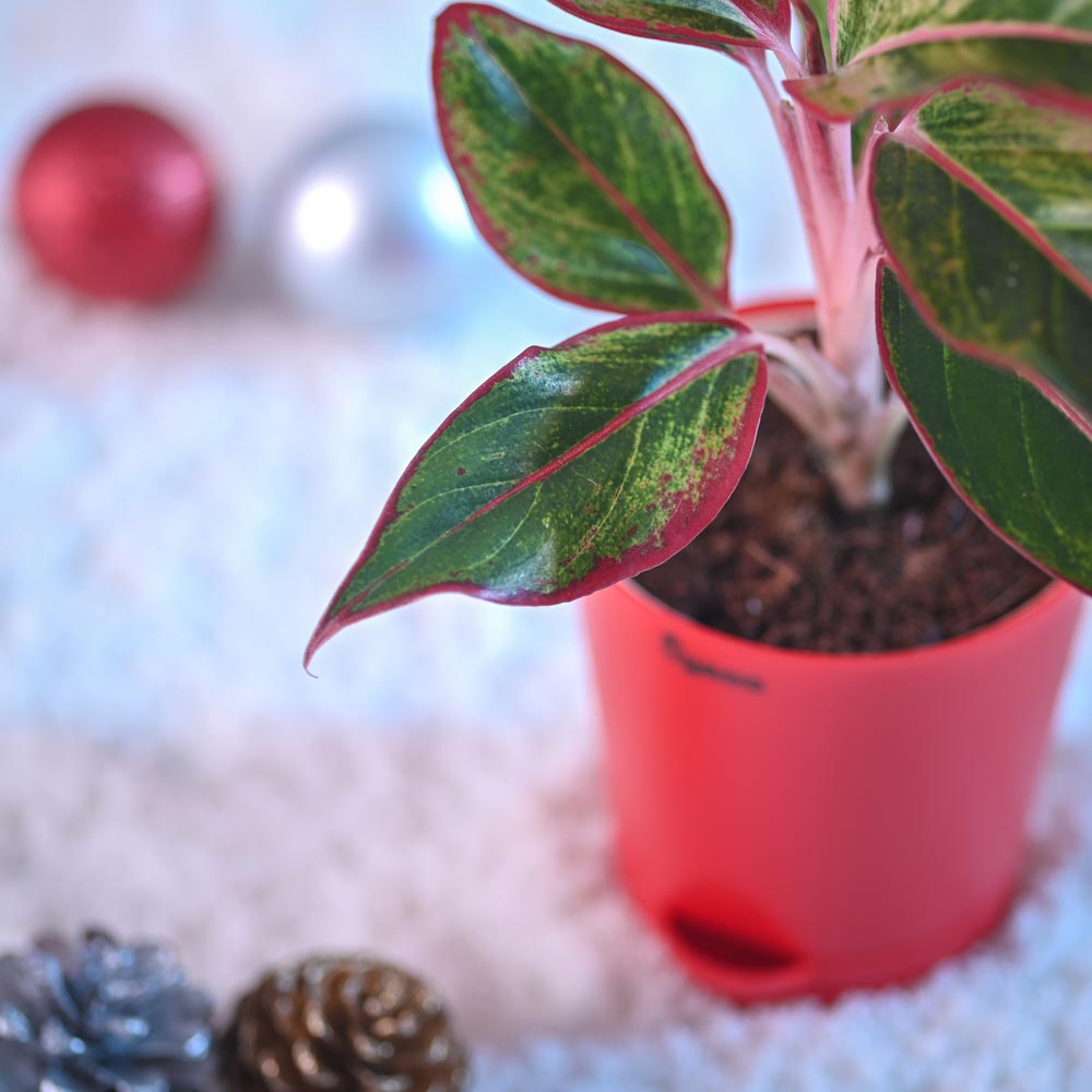 Aglaonema Red Plant for Christmas