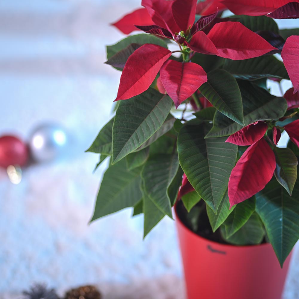 Poinsettia Red Plant for Christmas