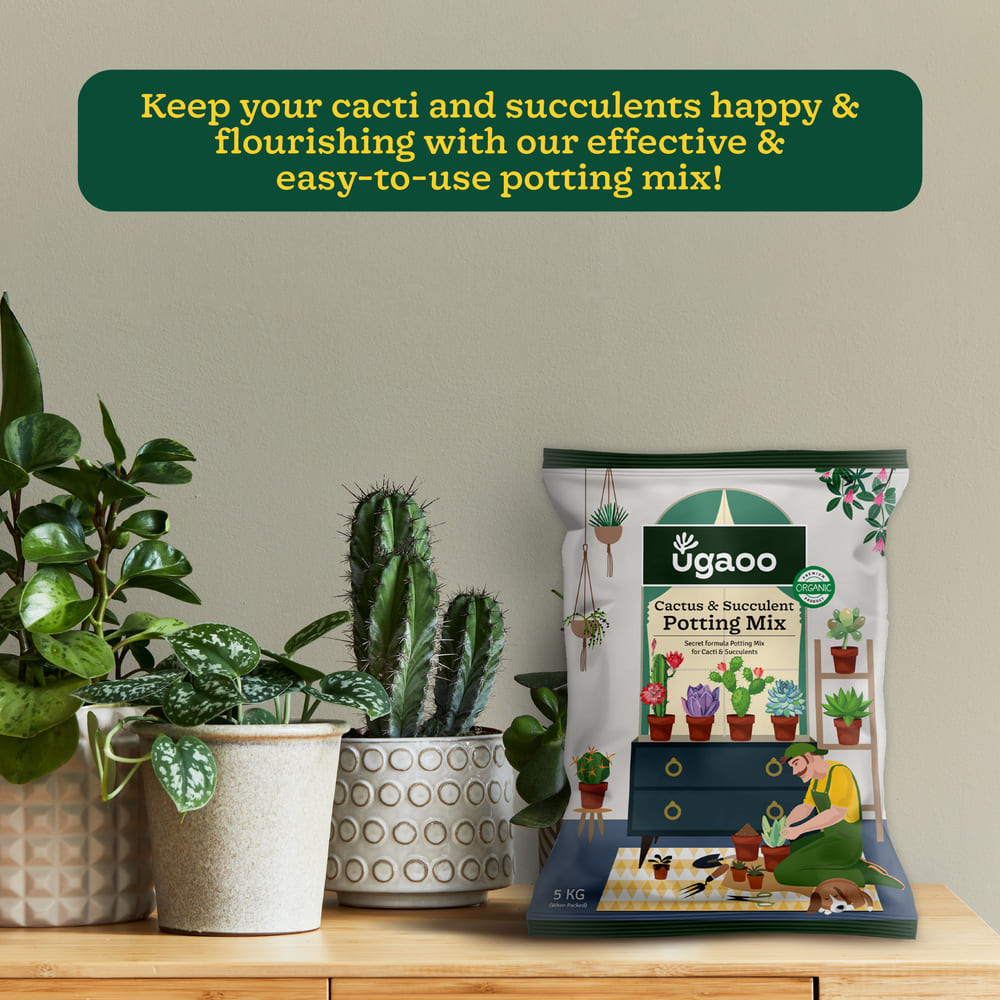 Cactus &amp; Succulent Potting Mix - 5 kg