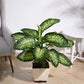 Dieffenbachia Tropic Snow Plant - XL