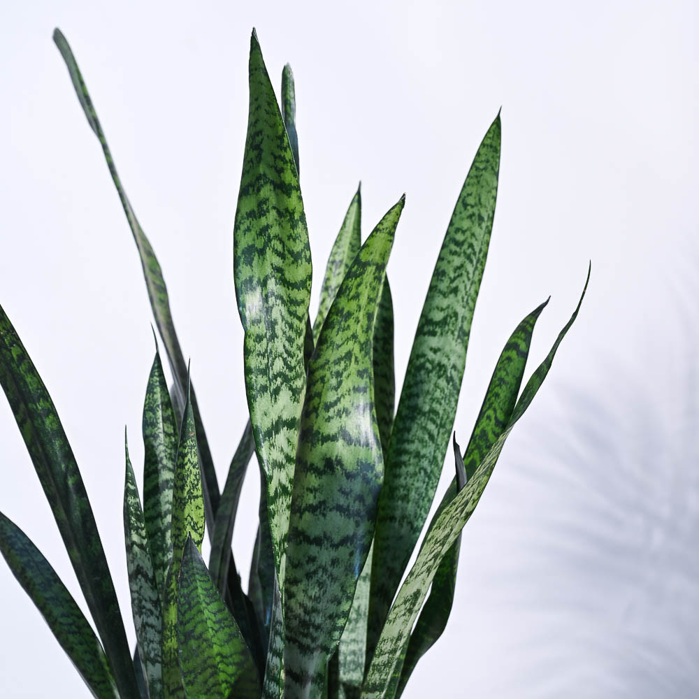 Sansevieria Zeylanica - XL