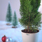 Thuja Plant for Christmas