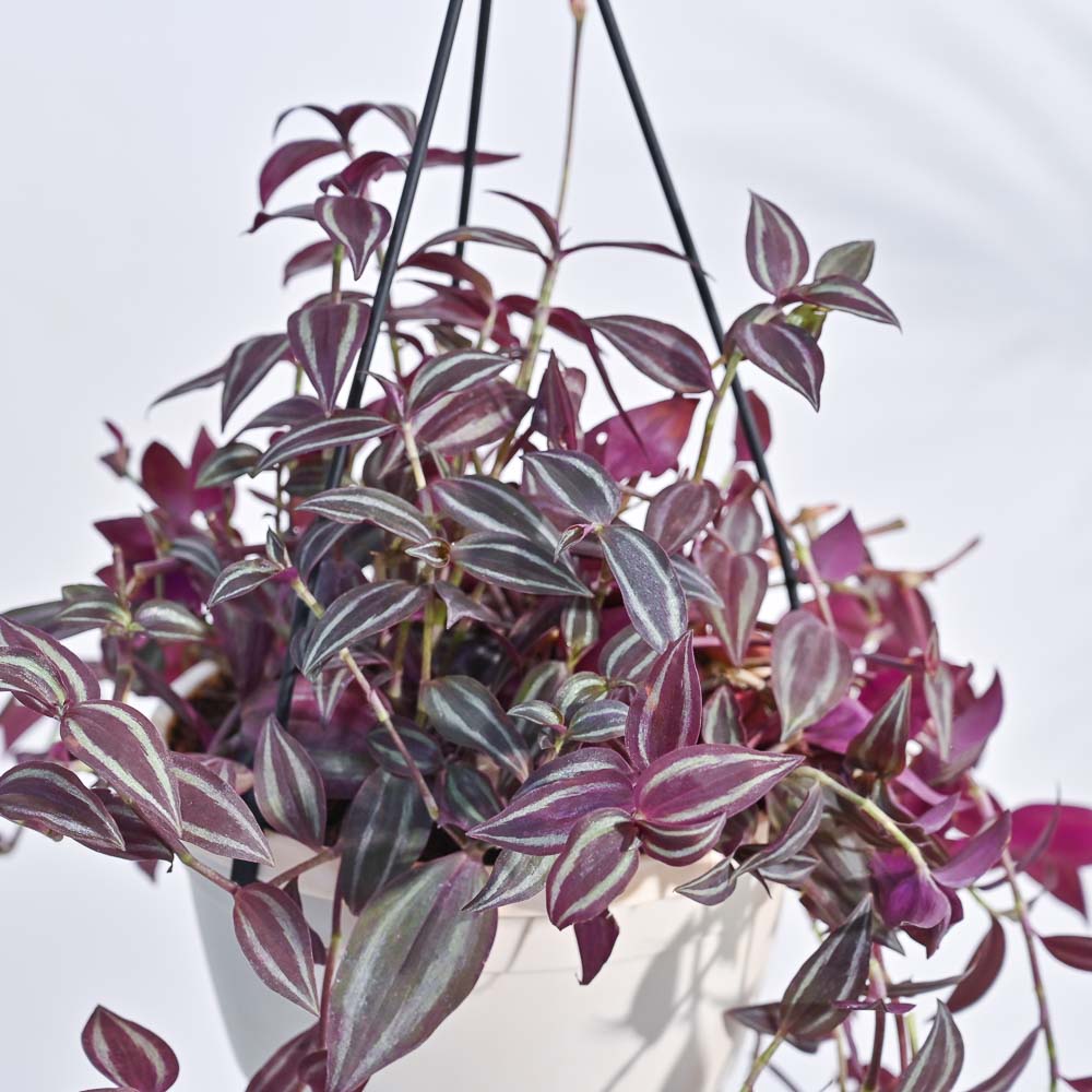 Wandering Jew With Hanging Pot