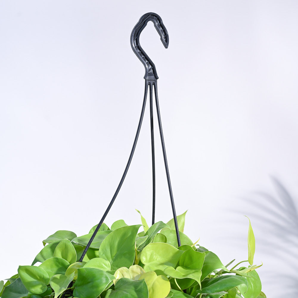 Philodendron Oxycardium Golden with Hanging Pot