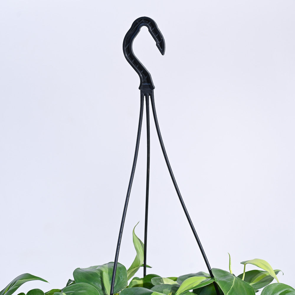 Philodendron Oxycardium Brasil With Hanging Pot