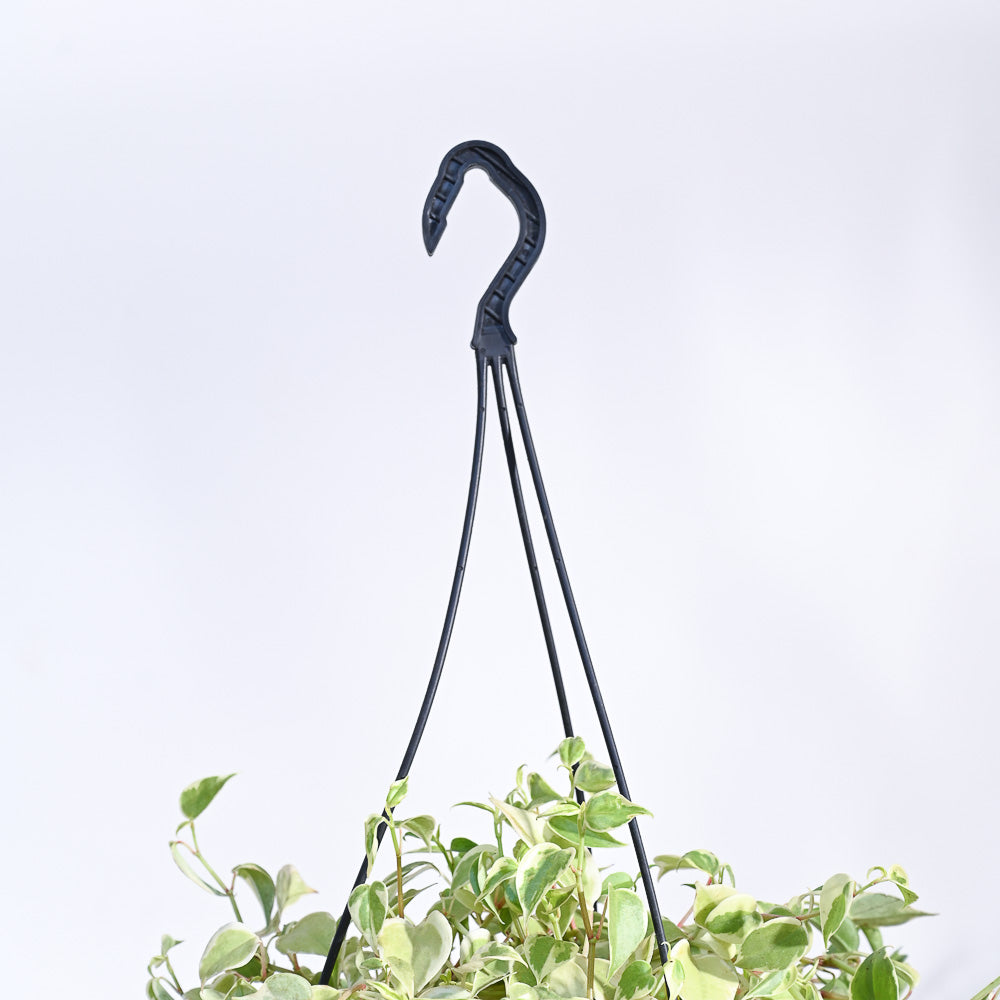 Peperomia Variegated Creeper With Hanging Pot