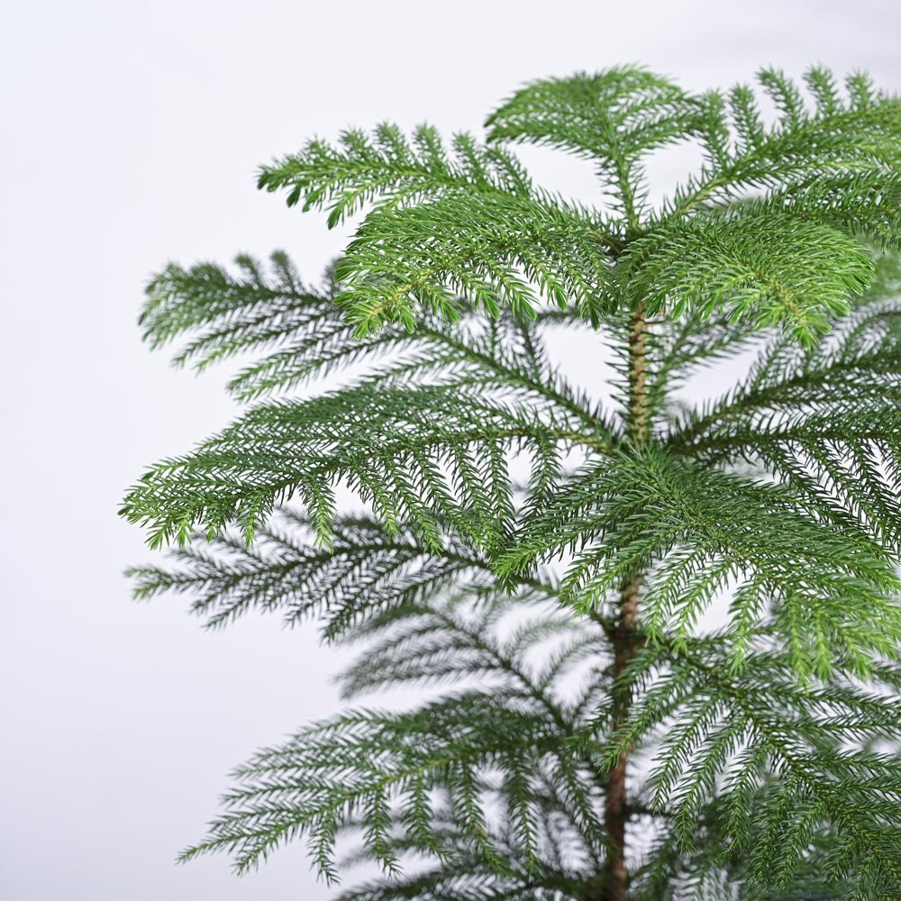 Indian Christmas Tree