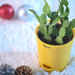 Festive Christmas Cactus