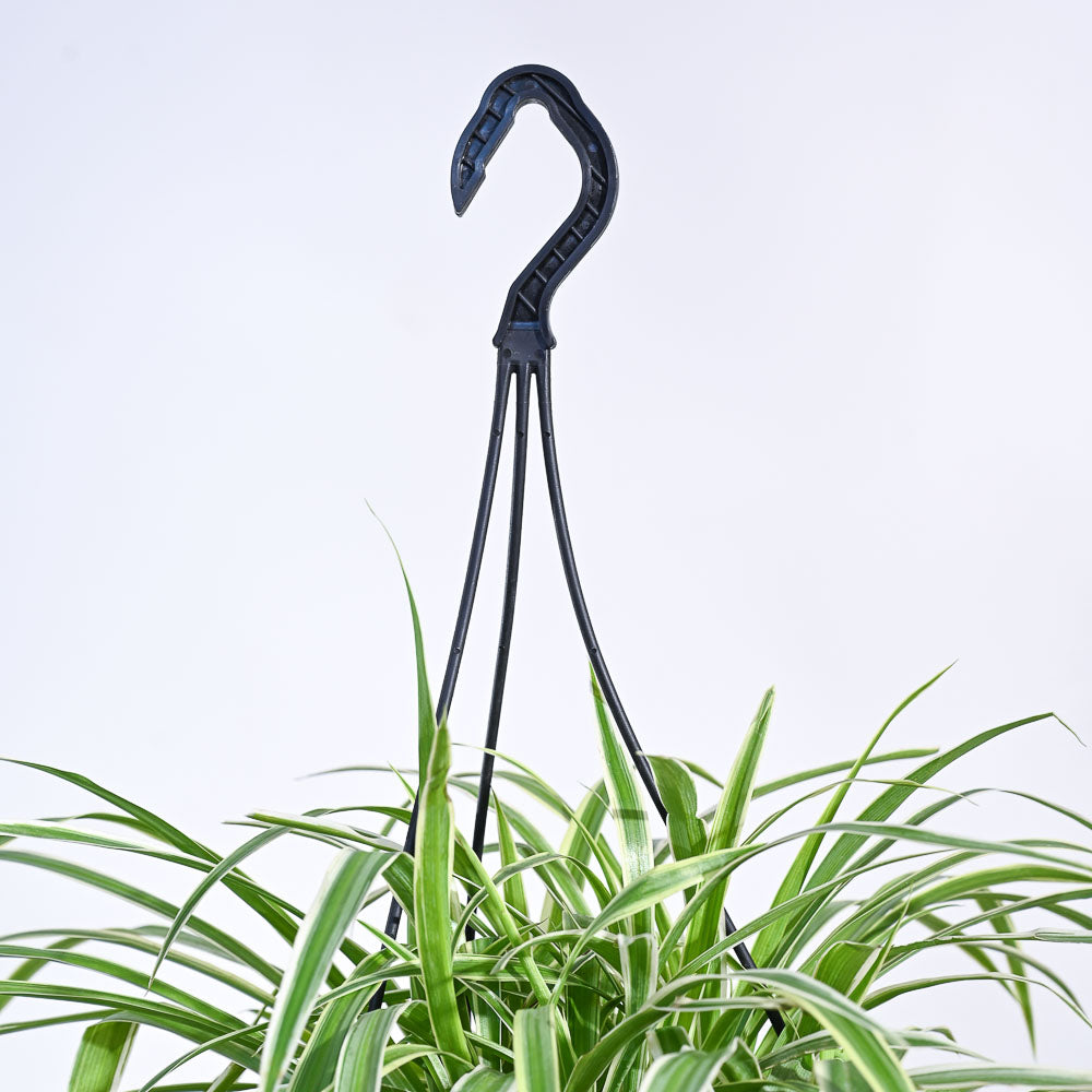 Spider Plant With Hanging Pot