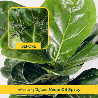 Neem Oil - 100 ml