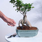 Ficus Bonsai Plant