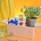 Rakhi Gift for Brother - Money Plant N_Joy with Chocolate Box