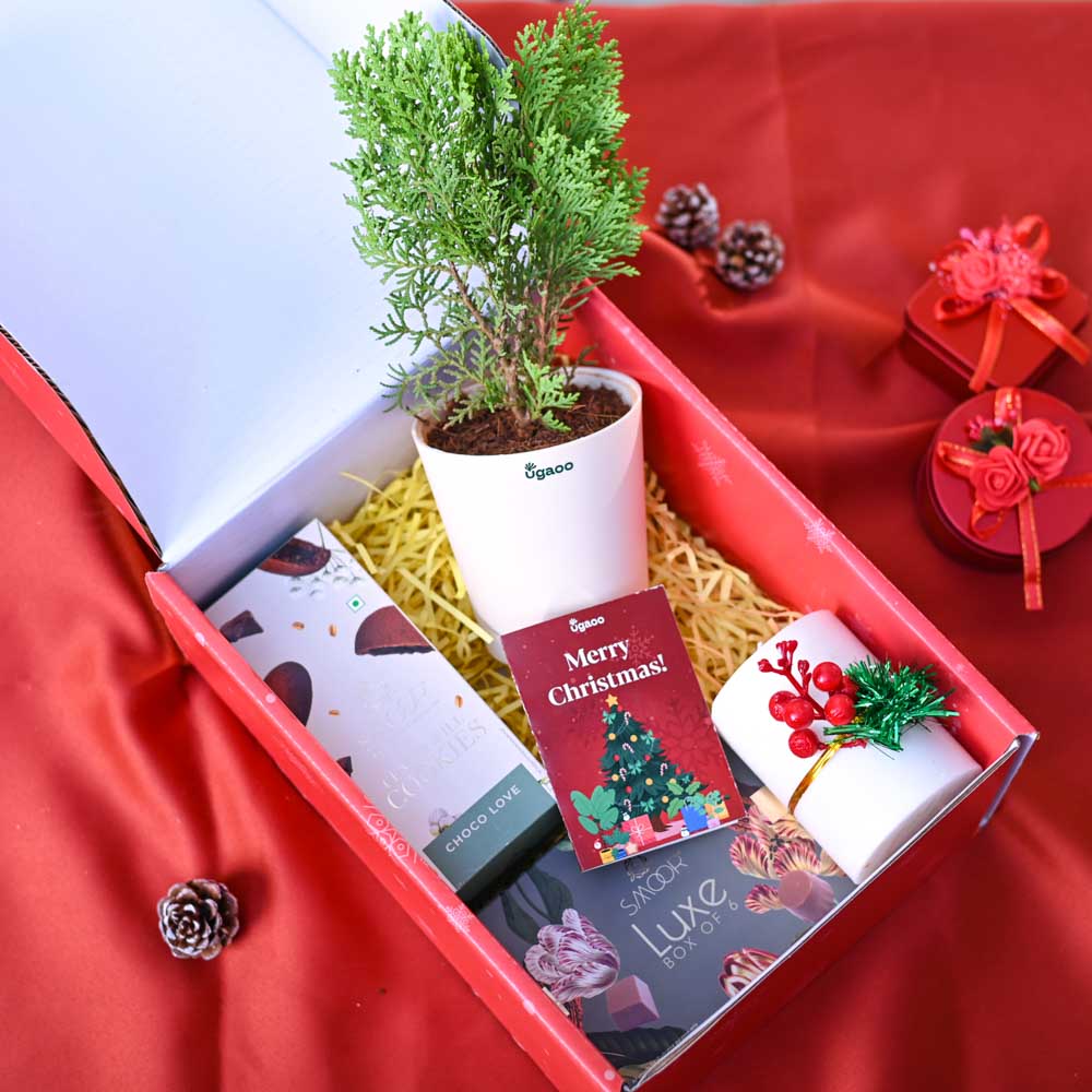 Thuja Plant Christmas Gift Hamper