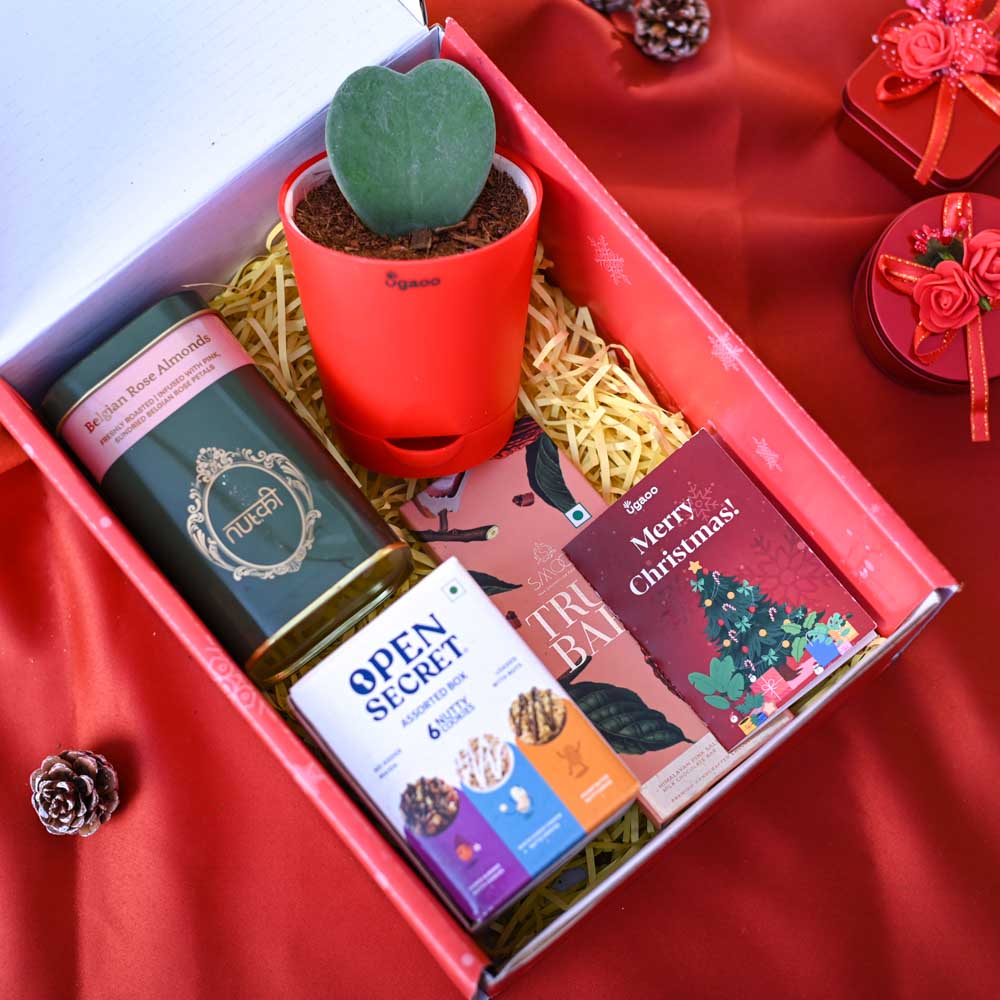 Heart Hoya Plant Christmas Gift Hamper