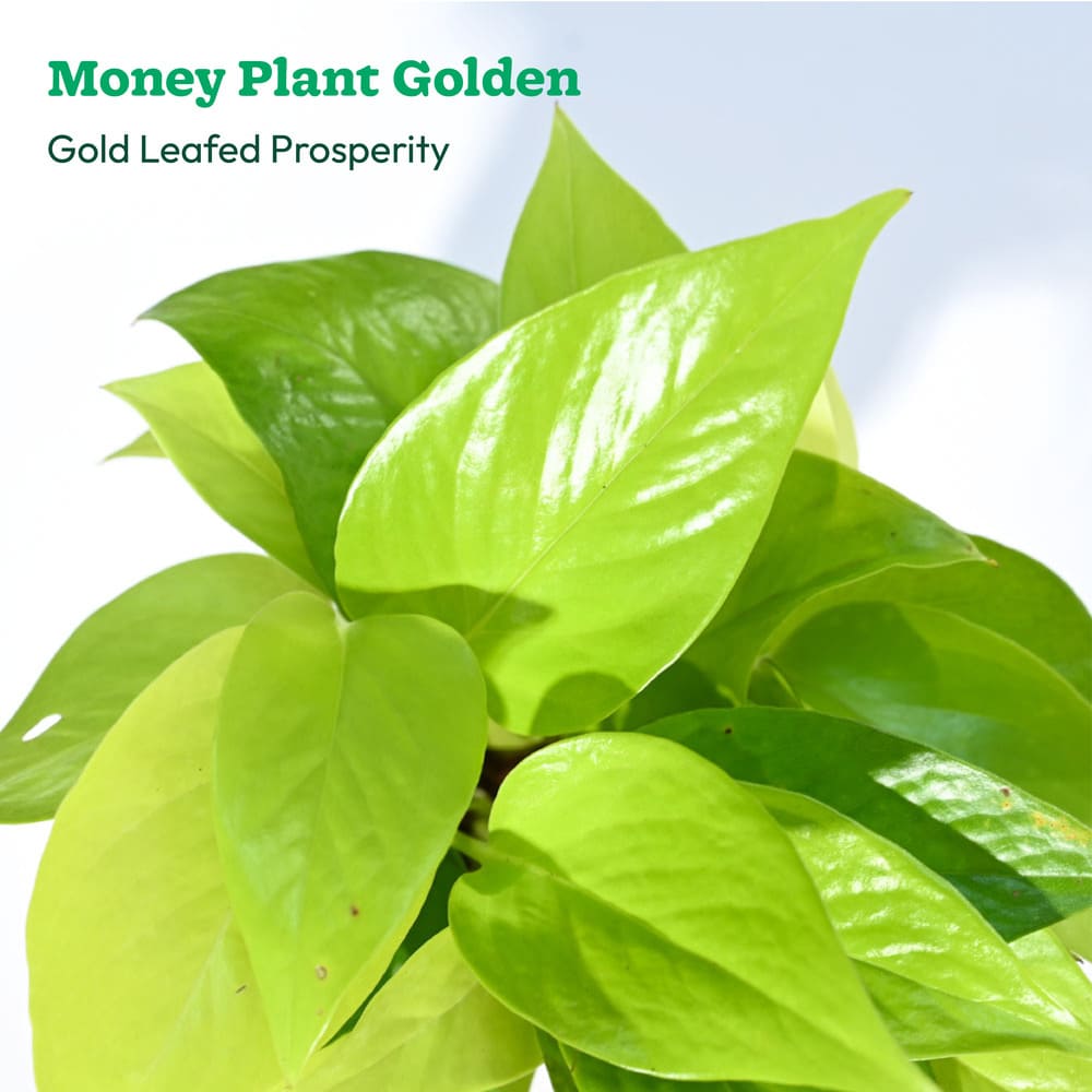 Plant Beginners Kit with Money Plant Golden