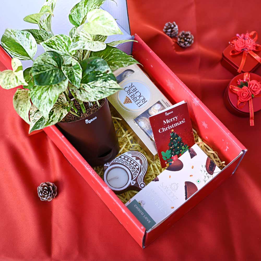 Money Plant Marble Christmas Gift Hamper