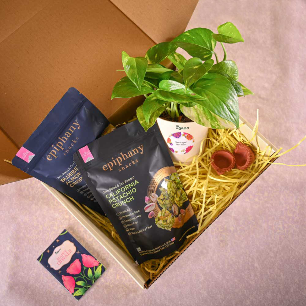 Money plant variegated and Epiphany Snacks Diwali Gift Hamper