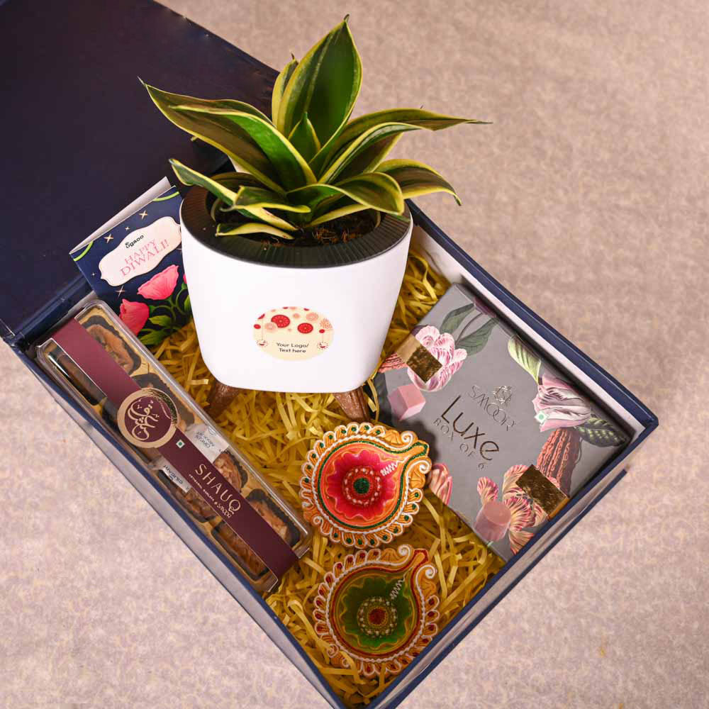 Snake Plant - Golden Hahnii Diwali Gift Hamper