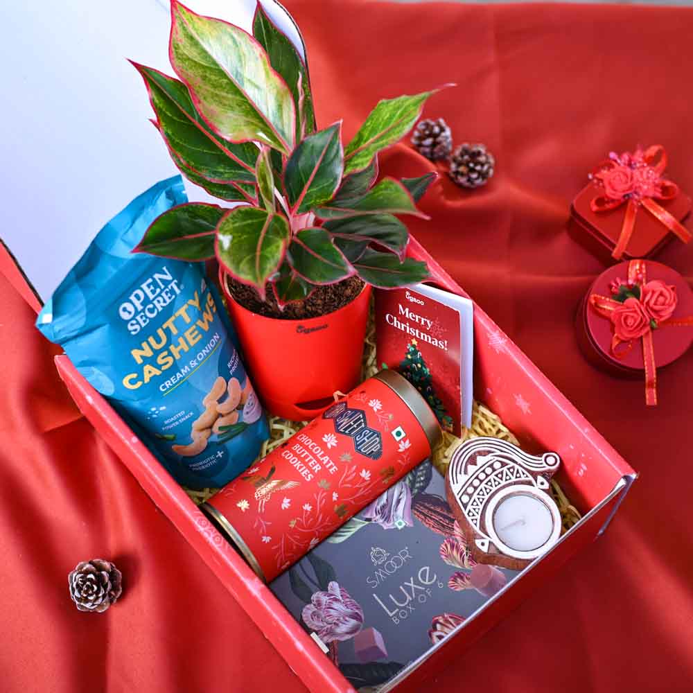 Aglaonema Plant Christmas Gift Hamper