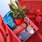 Aglaonema Plant Christmas Gift Hamper