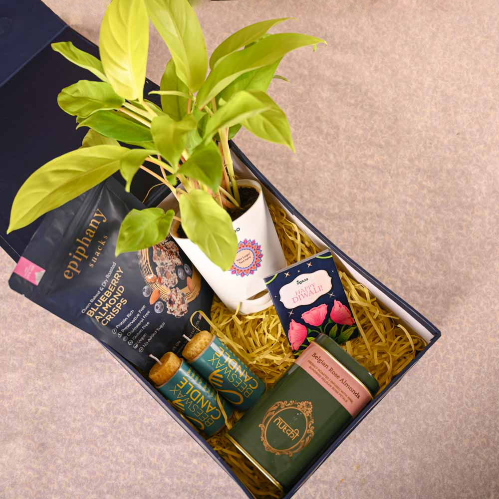 Philodendron Ceylon &amp; Smoor Gift Hamper