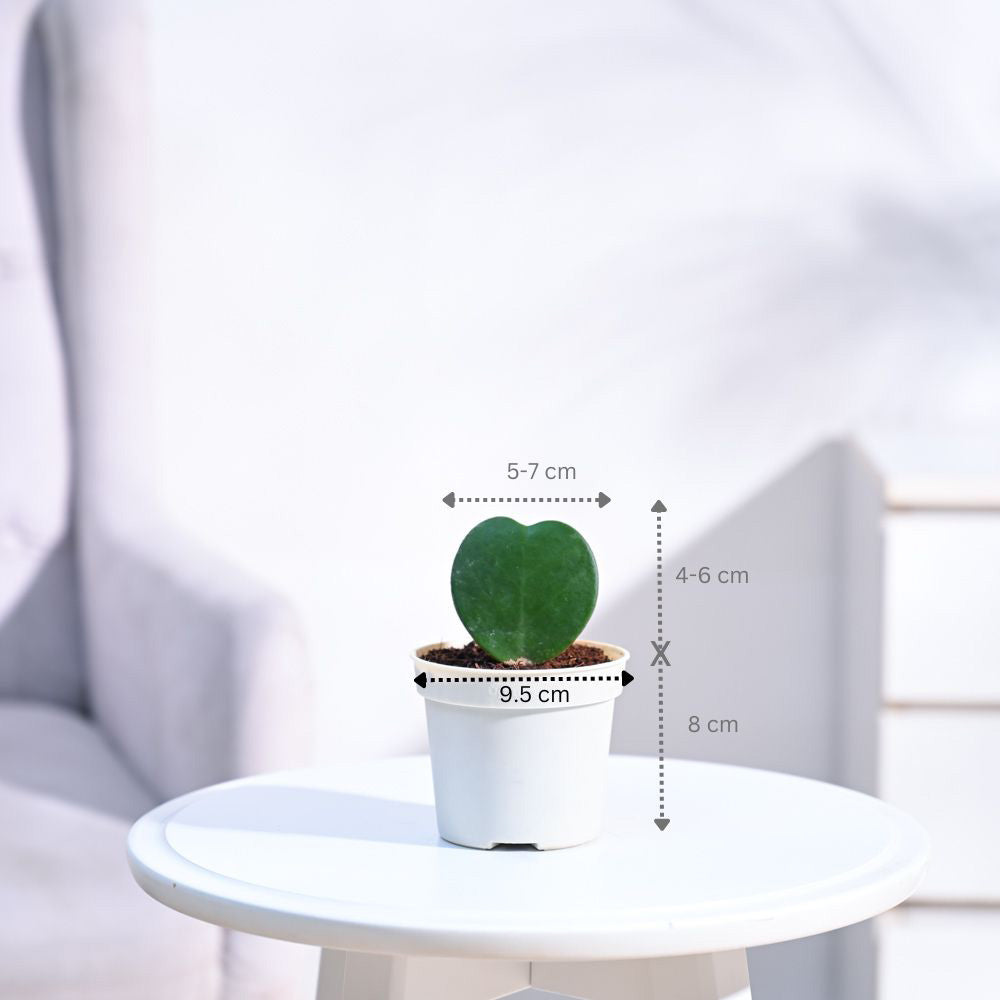 Heart_Hoya_Plant_NUPL0358APK_Pink