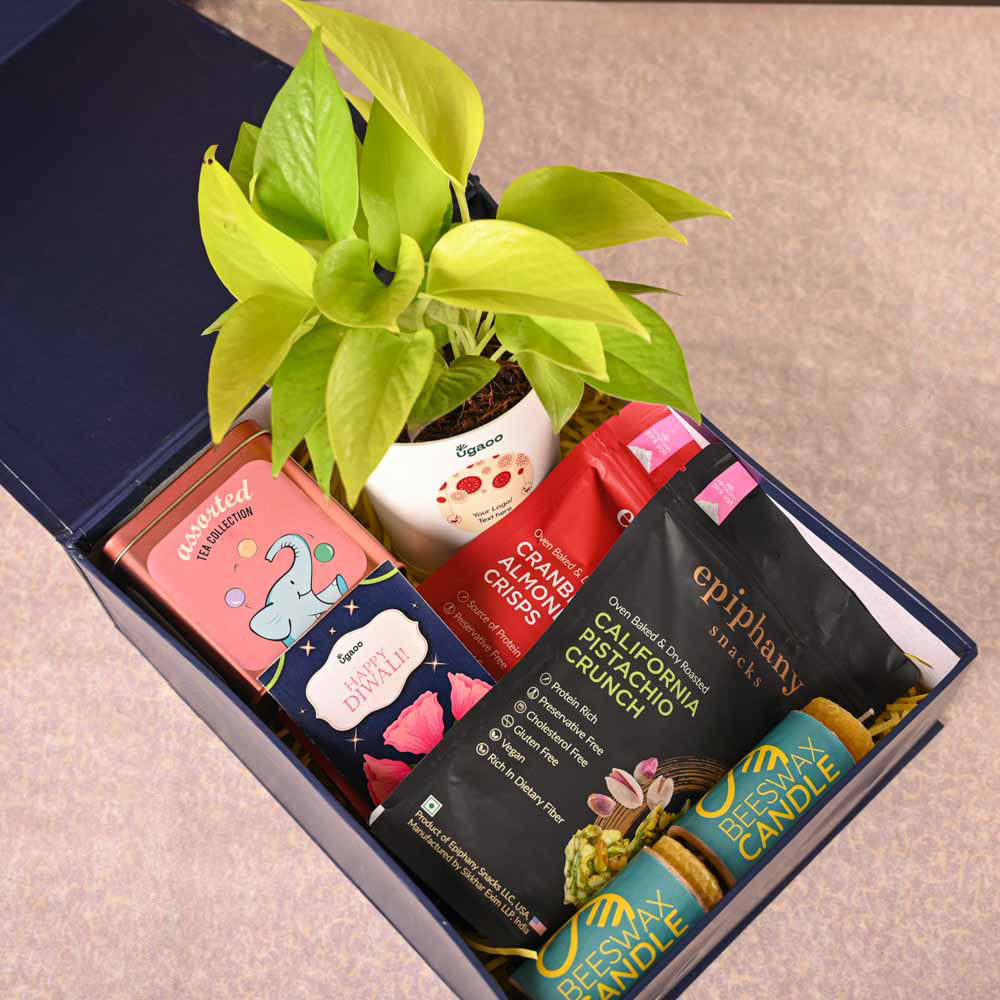 Money Plant Golden Plant &amp; Tea Trunk Diwali Gift Hamper