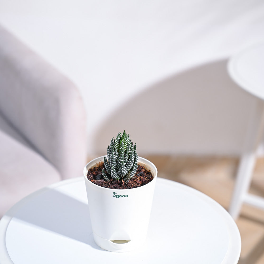 Haworthia Coarctata Plant