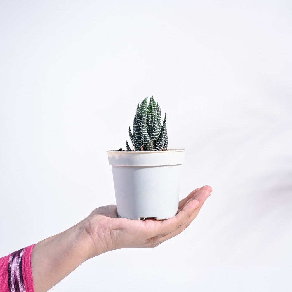 Haworthia Coarctata Plant