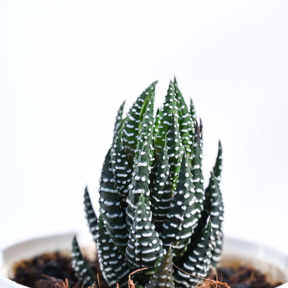 Haworthia Coarctata Plant