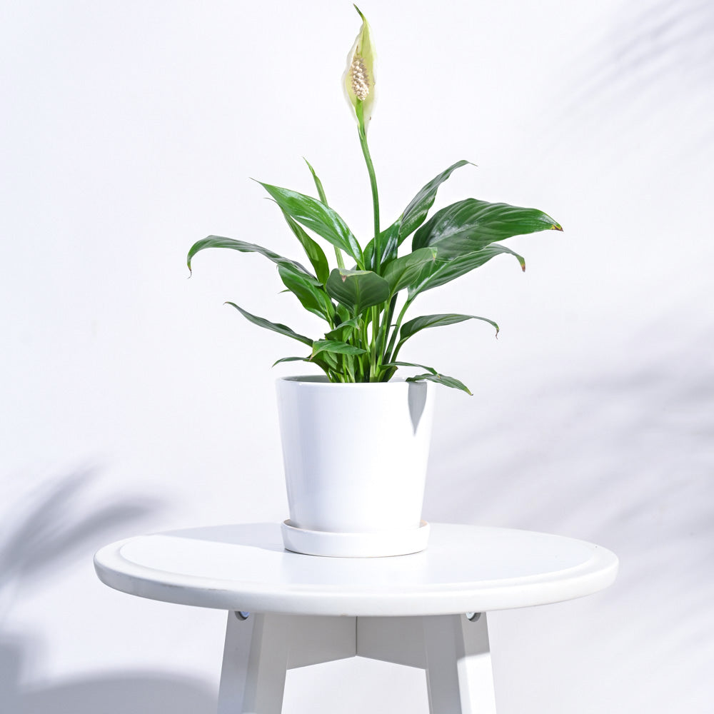 Table Top Ceramic Pot - White