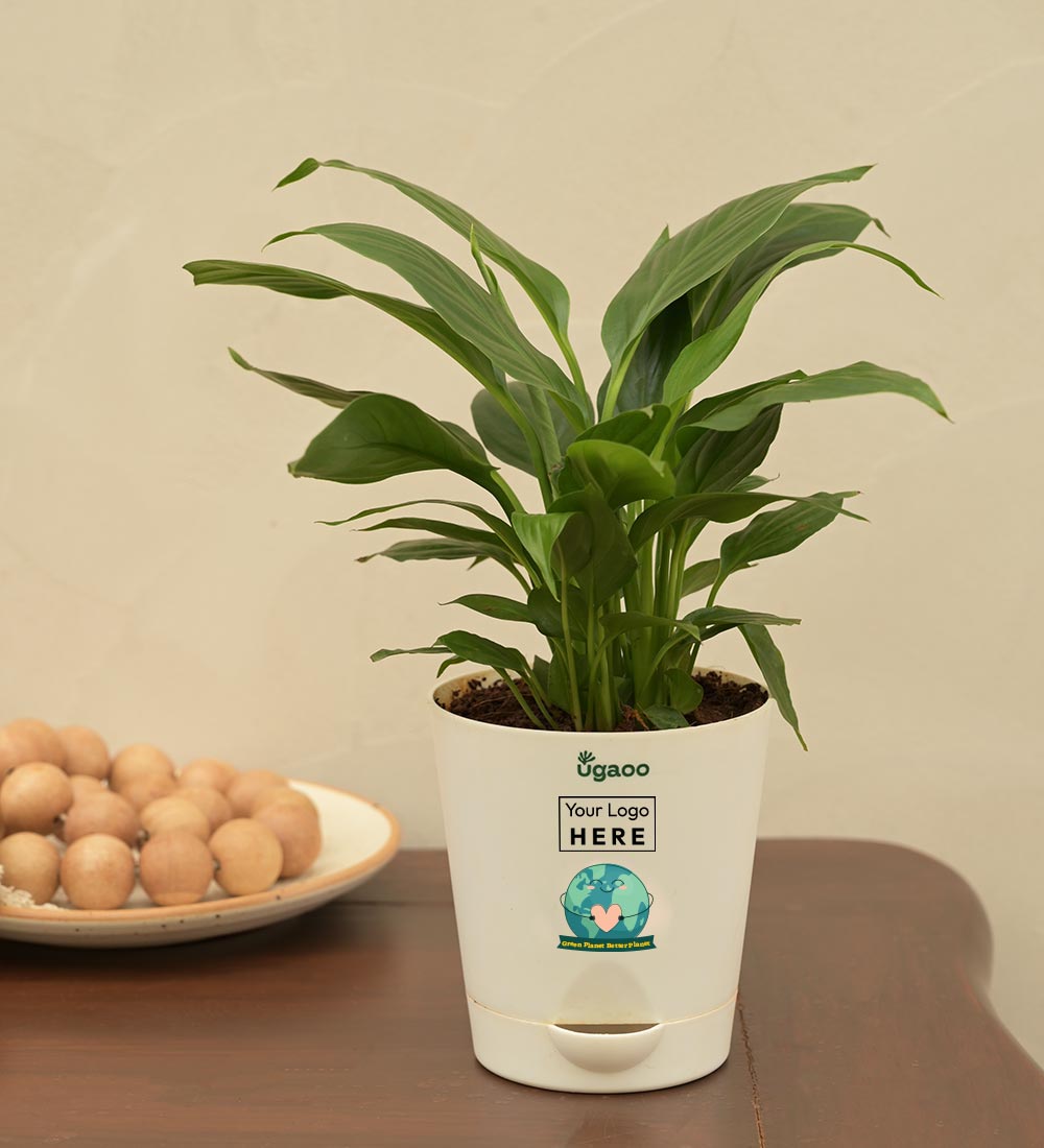 Peace Lily Plant For Environment Day Gifting