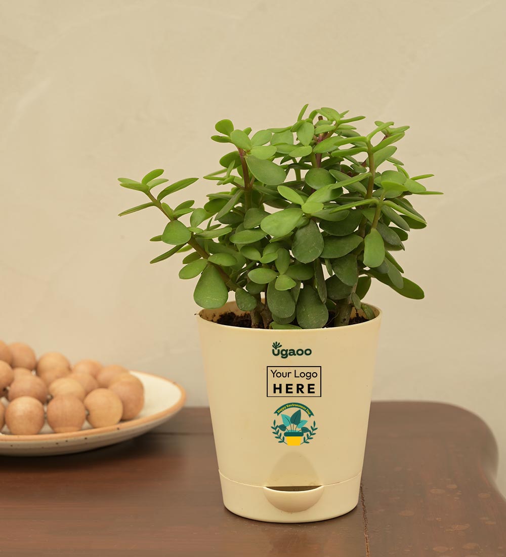 Jade Mini Plant For Environment Day Gifting