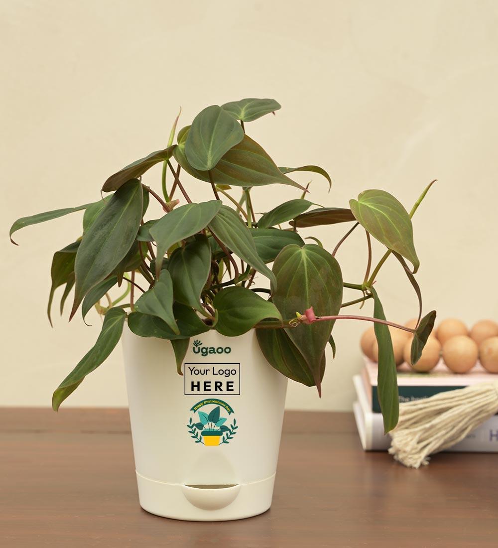 Philodendron Micans Plant For Environment Day Gifting