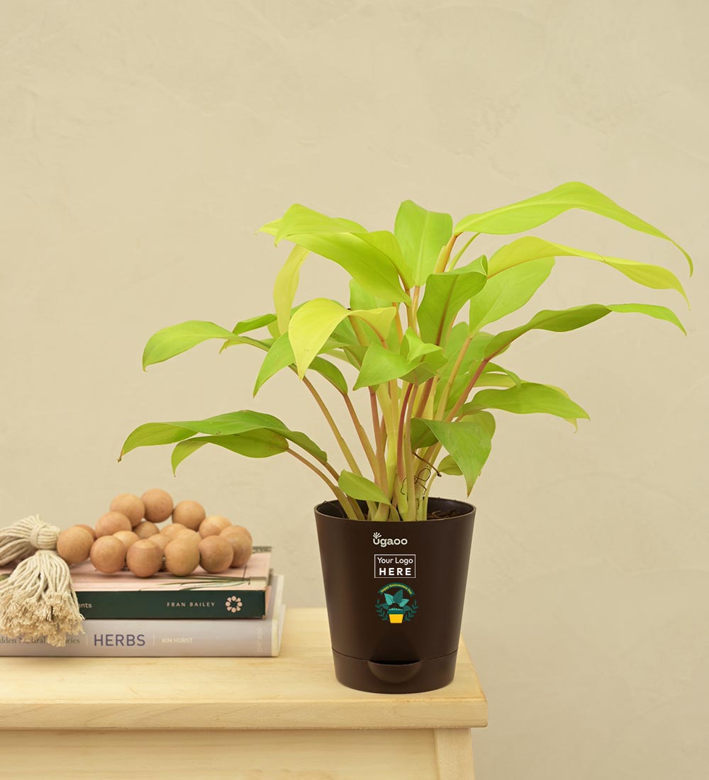 Philodendron Ceylon For Environment Day Gifting