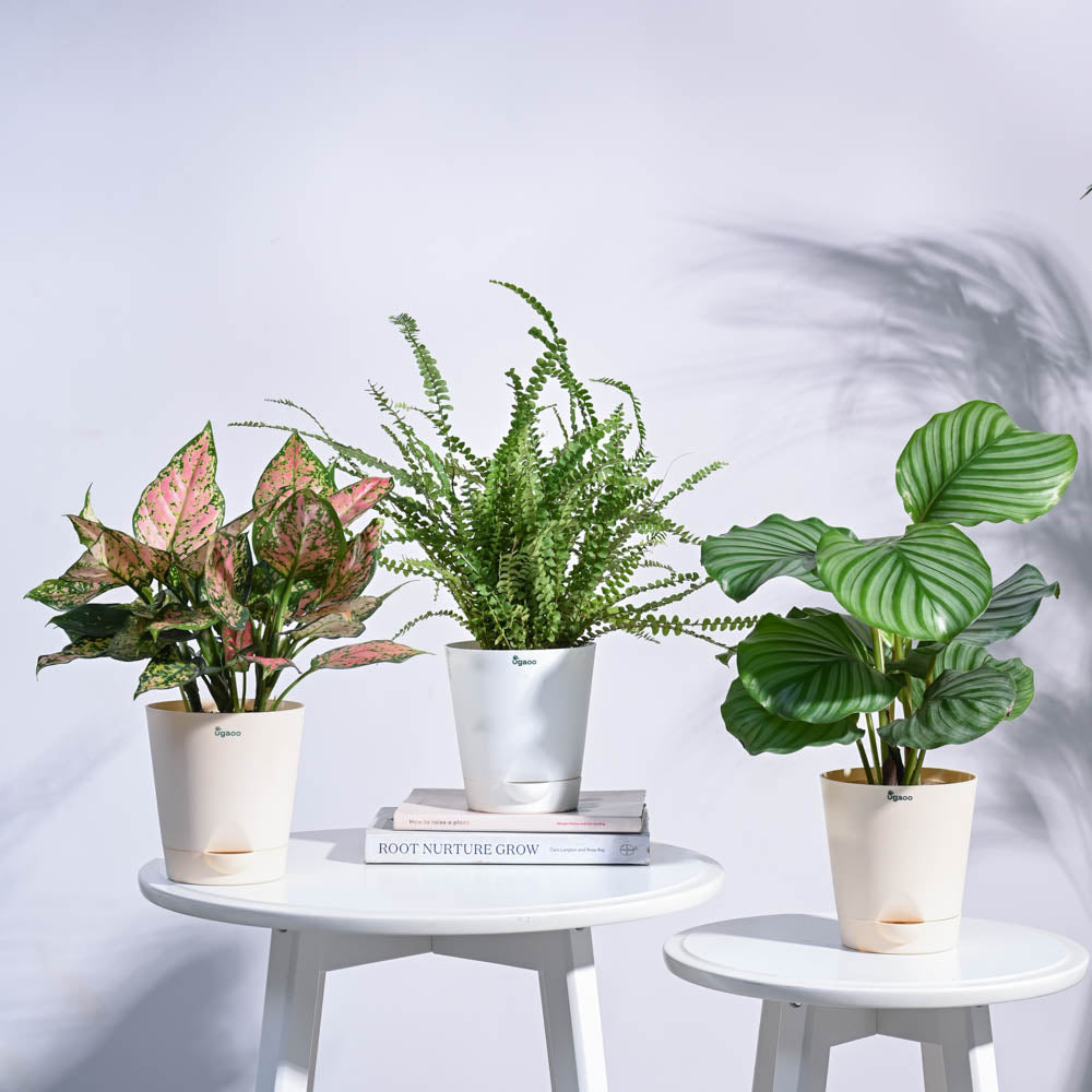 Indoor Jungle Indoor Plant Bundle