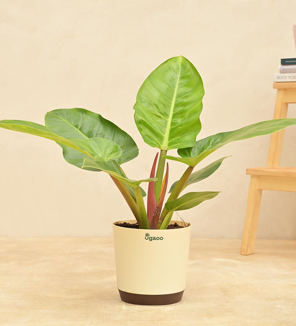 Philodendron Melinonii Green - Large