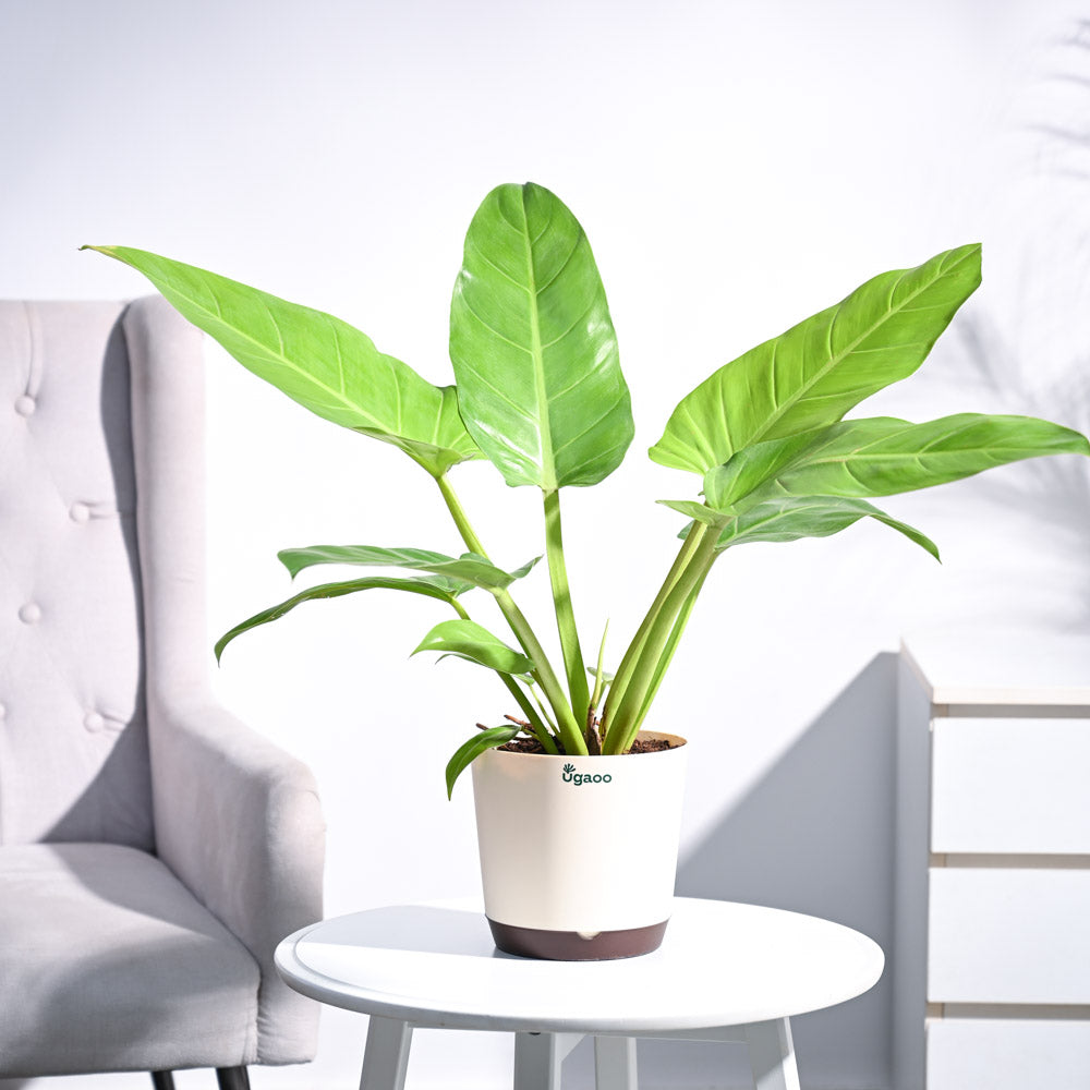 Philodendron Melinonii Golden - Large