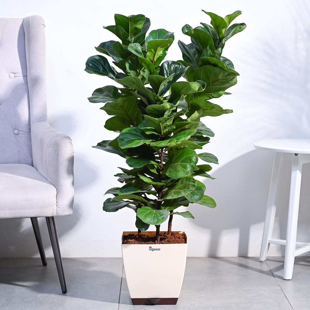 Ficus Lyrata Bambino -XL