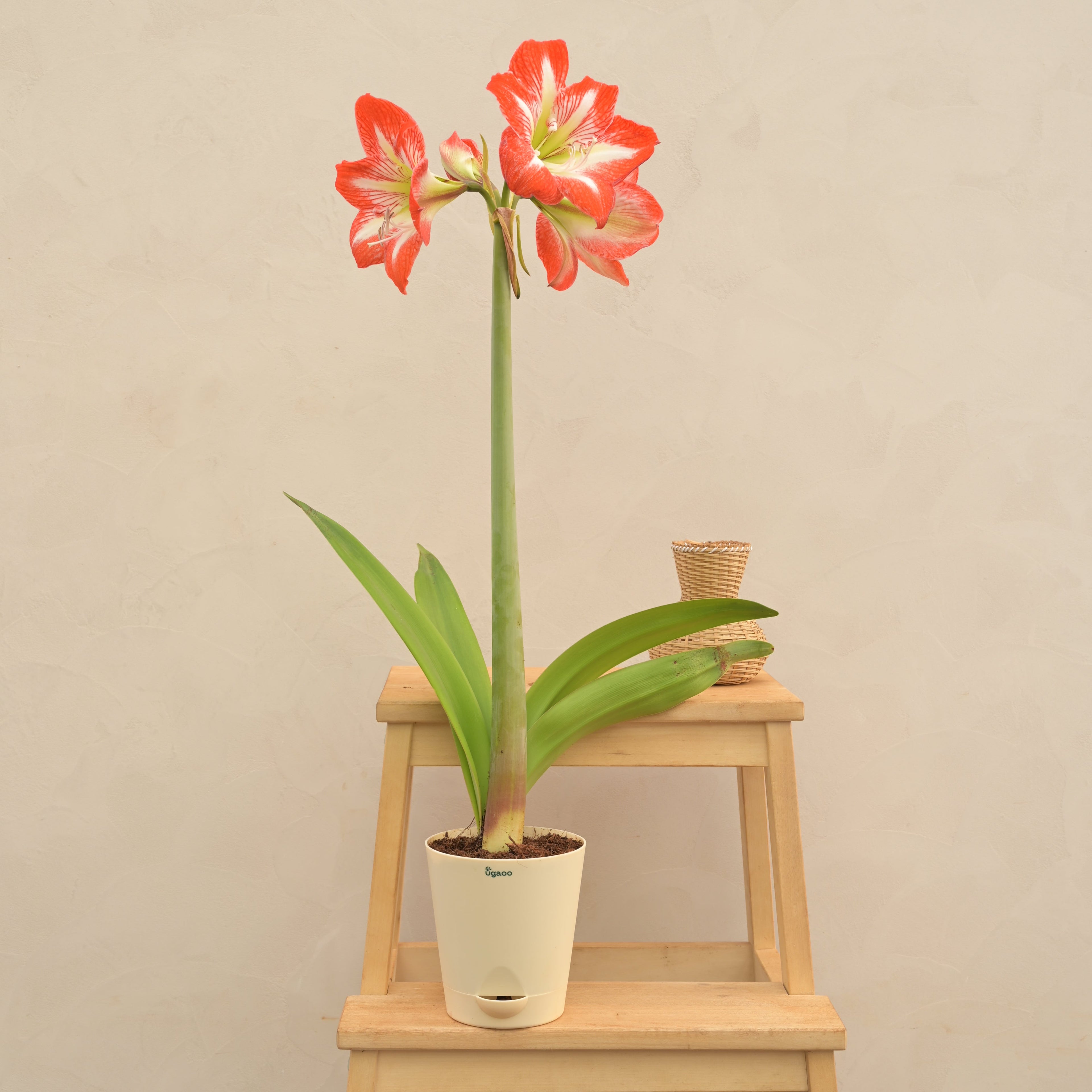 Amaryllis (Amar lily) Flower Bulb - Minerva